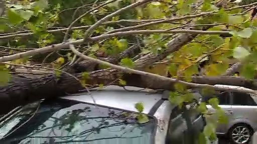 El viento hace caer 80 árboles en Valencia