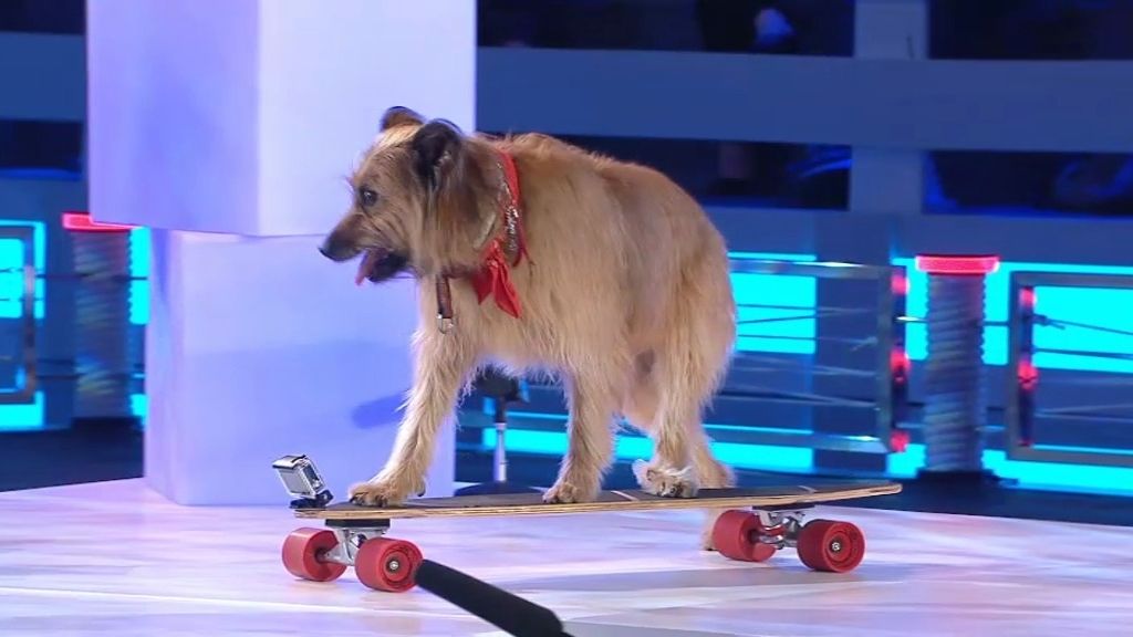 Theo, el perro deportista: ¡juega al baloncesto y monta en patinete!