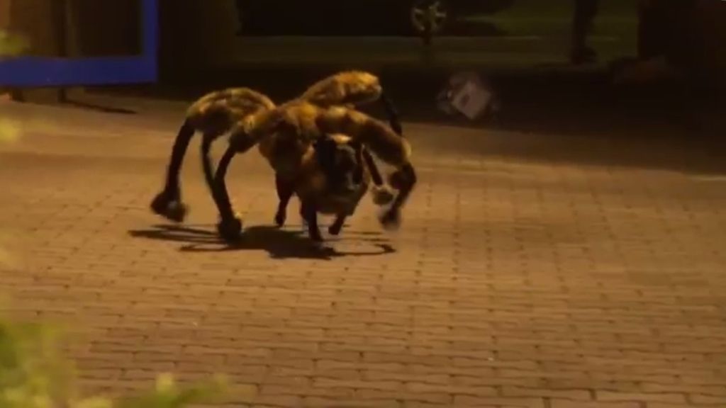 El 'perro-araña': La broma que siembra el miedo en las redes sociales