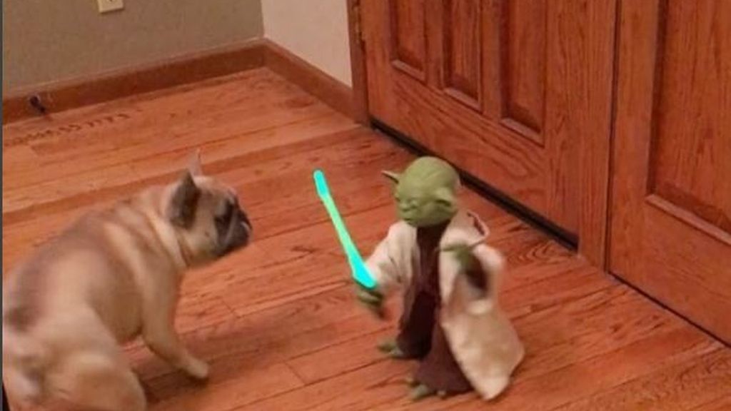 Una dura batalla entre dos bulldogs y el maestro Yoda