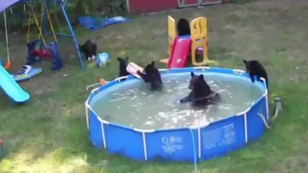 Una familia de osos invade el jardín de una casa y se da un baño relajado en su piscina