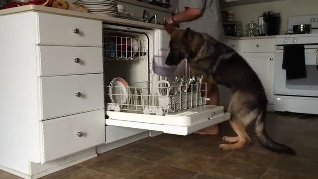 Baron, el perro que ayuda a lavar los platos