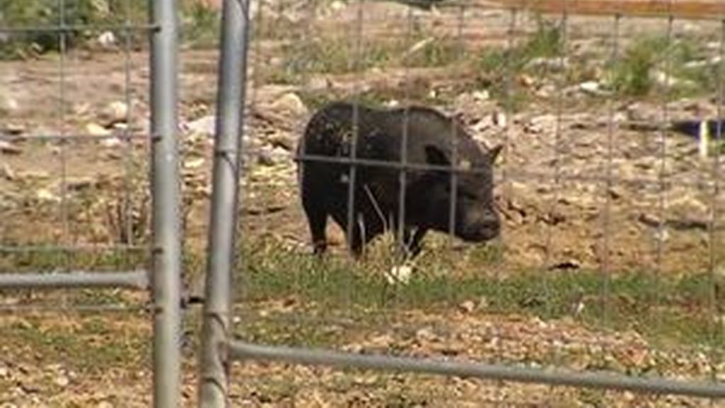 El cerdalí, la mezcla de cerdo vietnamita y jabalí que trae de cabeza a los asturianos