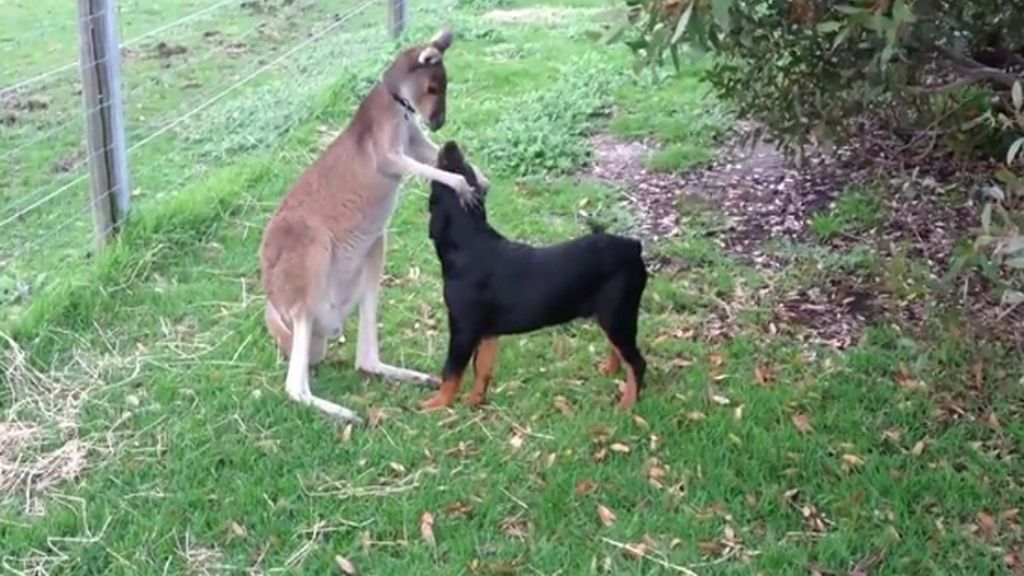 ¿Quién dijo que un perro y un canguro no podían ser amigos?