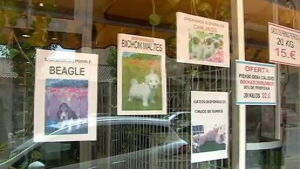 Torrevieja pretende fomentar la adopción de animales prohibiéndo la venta en tiendas