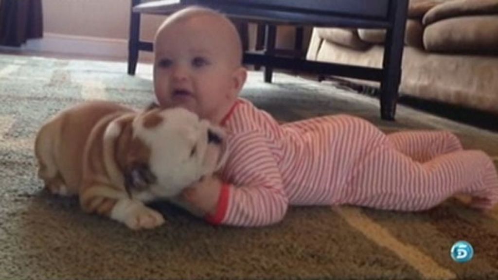 El tierno vídeo de un cachorro de bulldog colmando de besos a un bebé