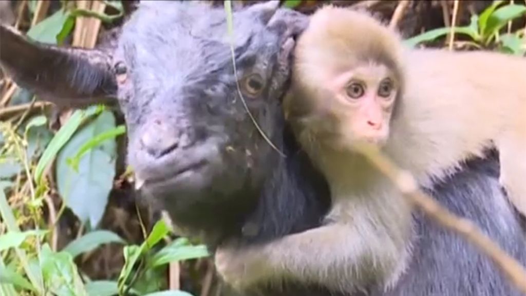 Un cautivador monito elige como nueva familia a un rebaño de cabras