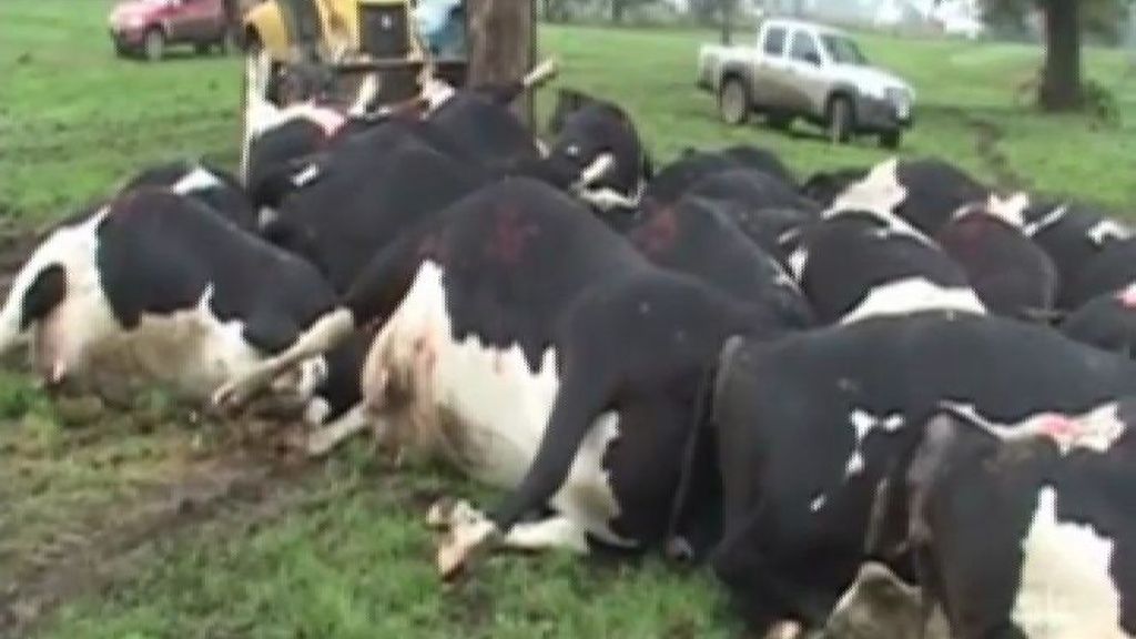 Un rayo mata a 64 vacas en Chile
