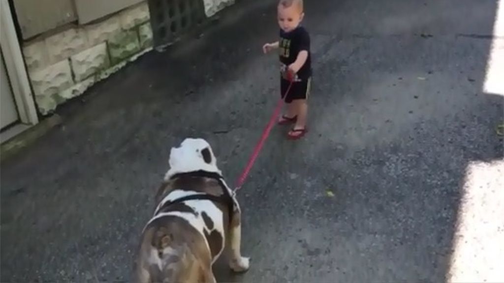 El intento fallido de un bebé al sacar de paseo a su perro
