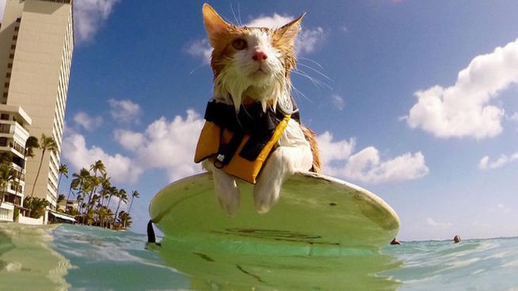 El gato de un solo ojo que se atreve con el surf, la sensación de Internet