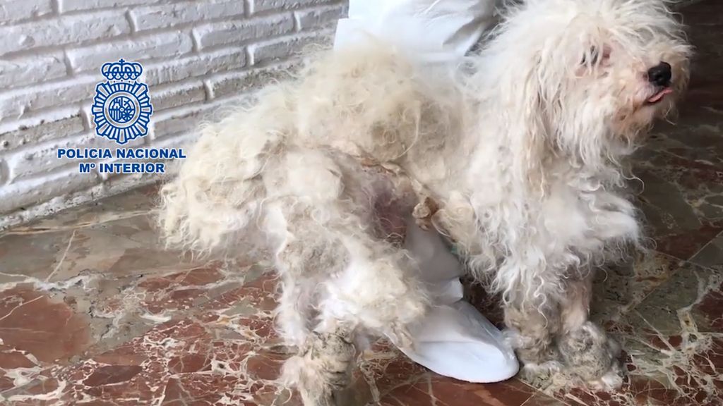 Rescatan a 39 gatos y 13 perros hacinados en la casa de un matrimonio de Vélez-Málaga