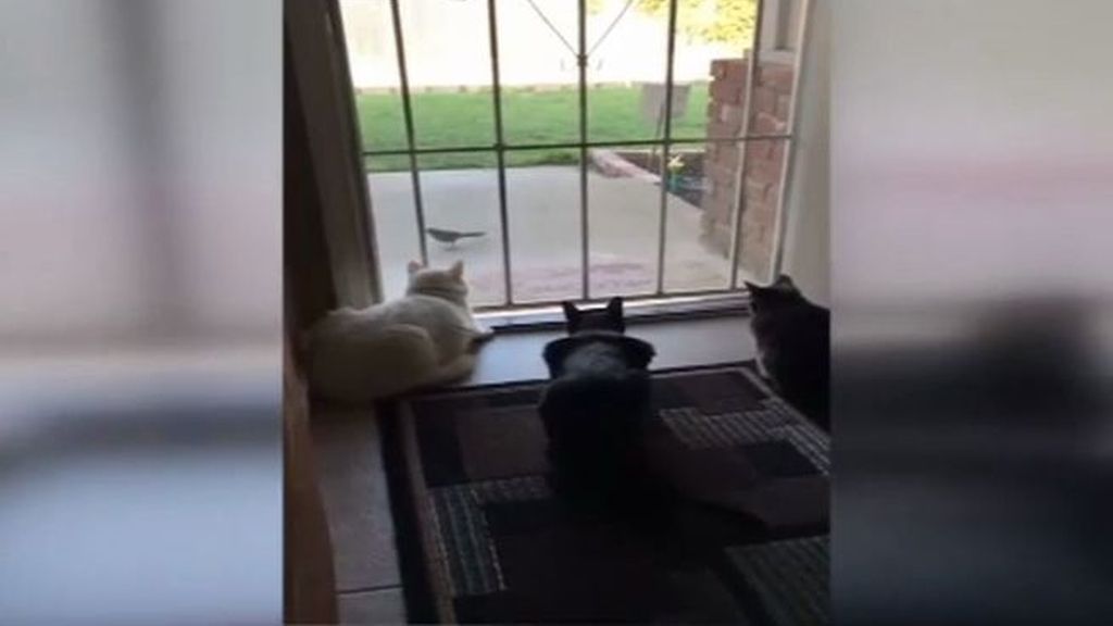 Tres gatos van a cazar un pájaro y se llevan un susto de muerte