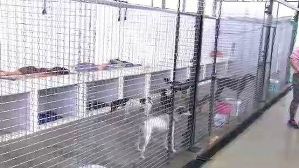 Torturan hasta la muerte y envenenan a varios perros en el asalto a un refugio en Sevilla