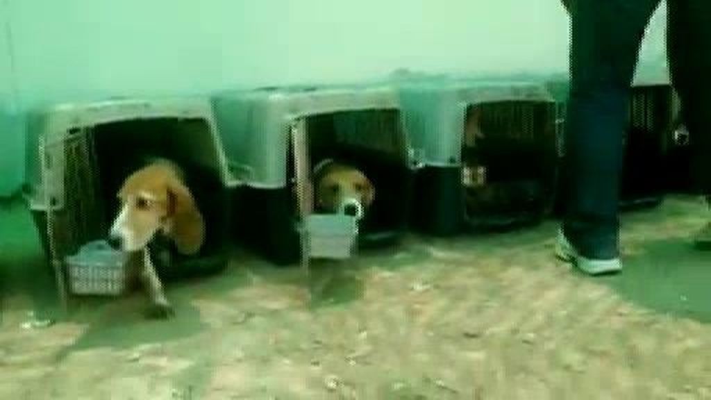 Una ONG salva a 156 perros de un laboratorio que los mantenía en jaulas