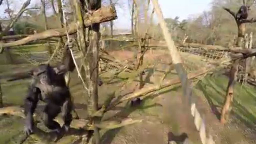 Este chimpancé odia los drones
