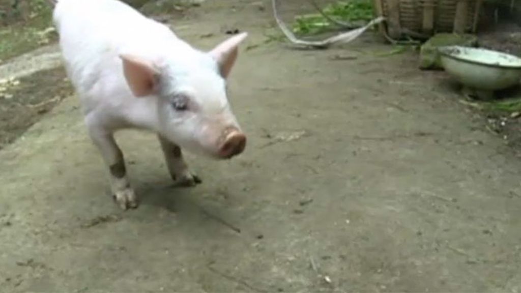 Un cerdo sin patas traseras aprende a caminar como uno más