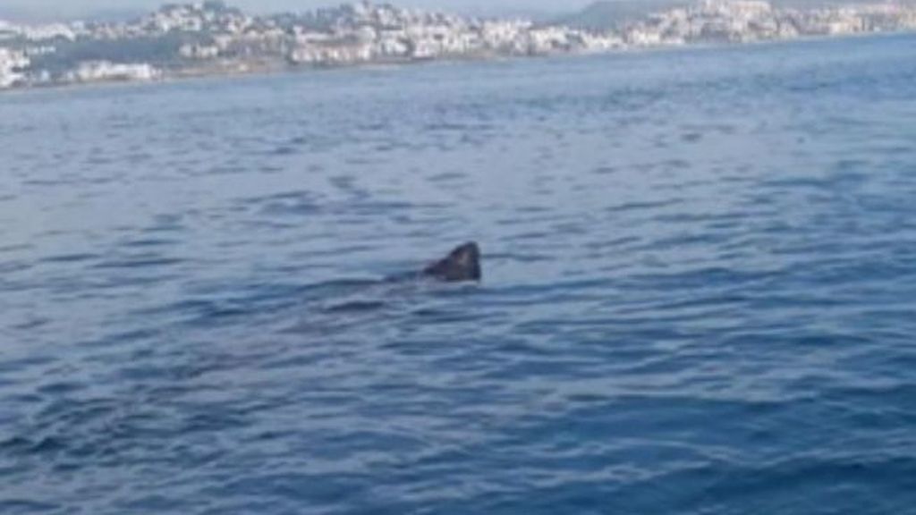 Este es el tiburón ballena que aterrorizó a los bañistas en Fuengirola