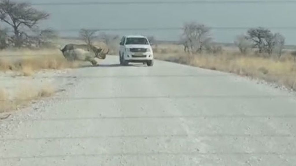 Un rinoceronte furioso embiste una furgoneta en Namibia