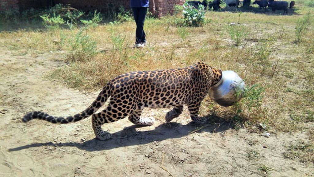 La desesperación de un leopardo al que se le quedó atrapada la cabeza en una cazuela