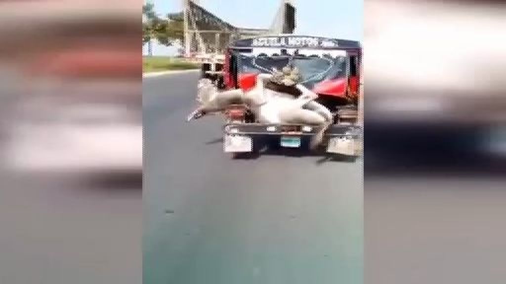 El indignante vídeo de un burro atado en una mototaxi enciende las redes