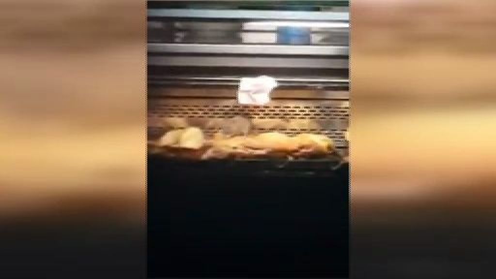 Clausuran una panadería en Madrid tras hallar varias ratas en el mostrador