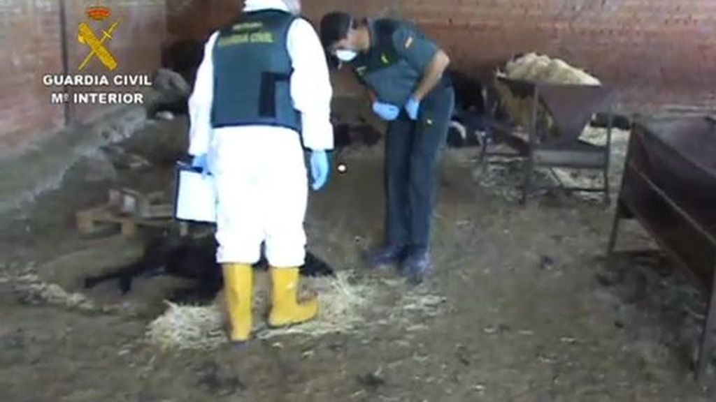 La Guardia Civil encuentra 29 bovinos en estado de descomposición en una granja