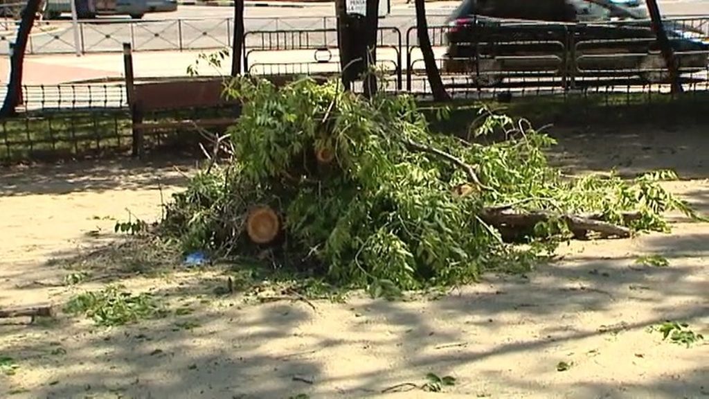 Un hombre muere tras caerle la rama de un árbol en Moratalaz