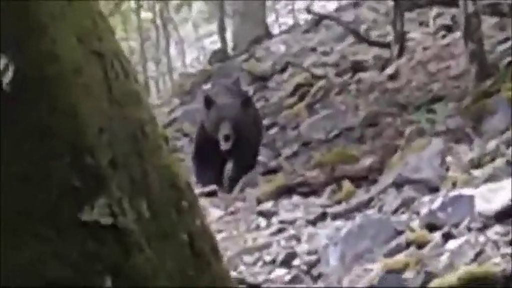 Cara a cara con un oso pardo en Palacios del Sil (León)