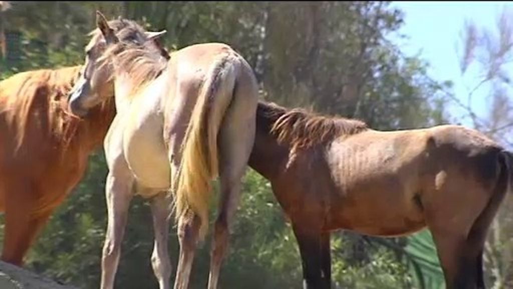 Hallan en una finca Gordesola (Vizcaya) a ocho caballos muertos por falta de atención