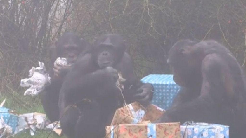 La Navidad llega a un zoo del Reino Unido