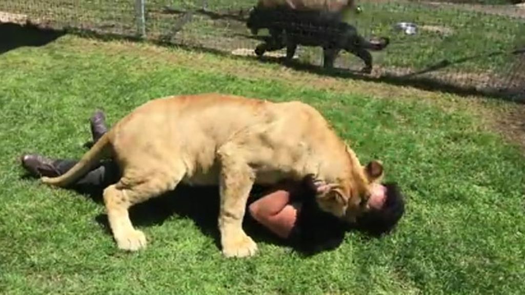 La amorosa reacción de una leona al reencontrarse con su cuidador