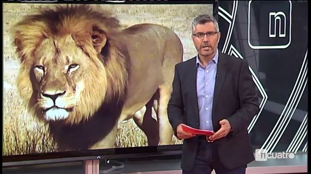 La muerte del león Cecil destapa el escándalo de la “caza enlatada”