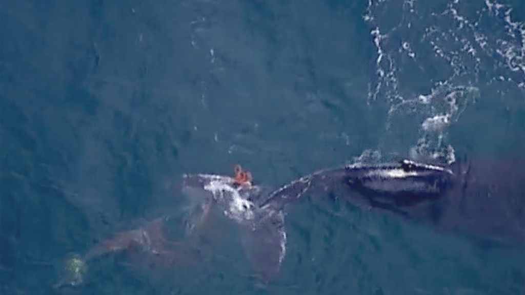 Liberan a una ballena enganchada en una red para tiburones