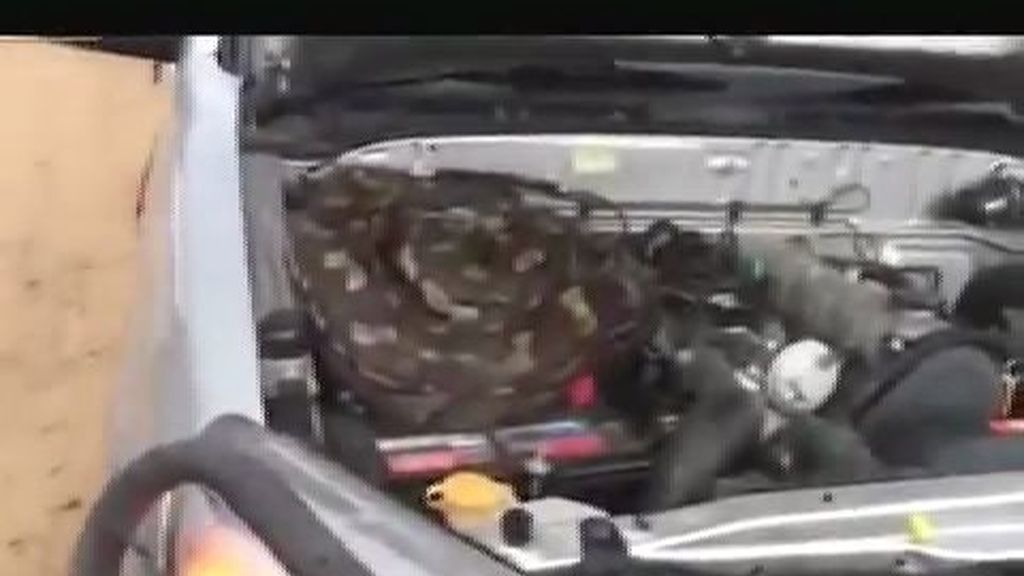Una pitón africana sorprende a un conductor al introducirse en el motor de su furgoneta