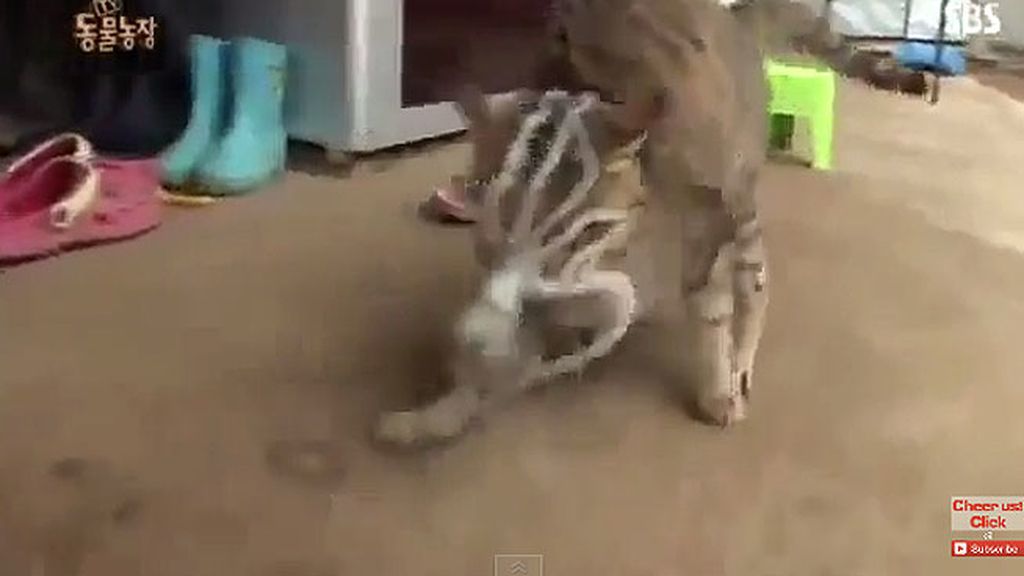 Un gato hambriento pelea por merendarse a un calamar