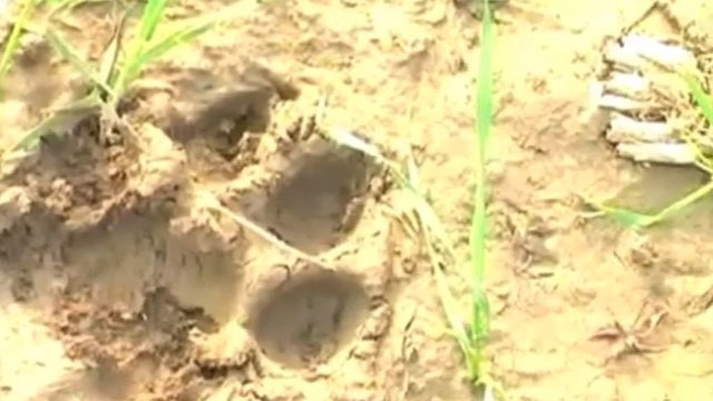 Un tigre mata a un agricultor en la India