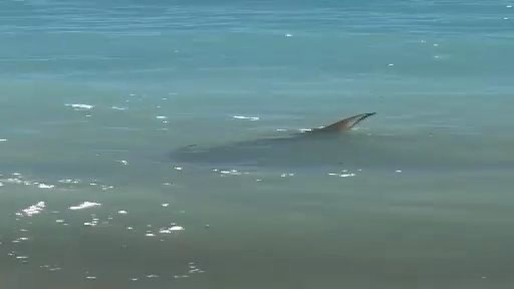Un tiburón merodea por el puerto de Altea