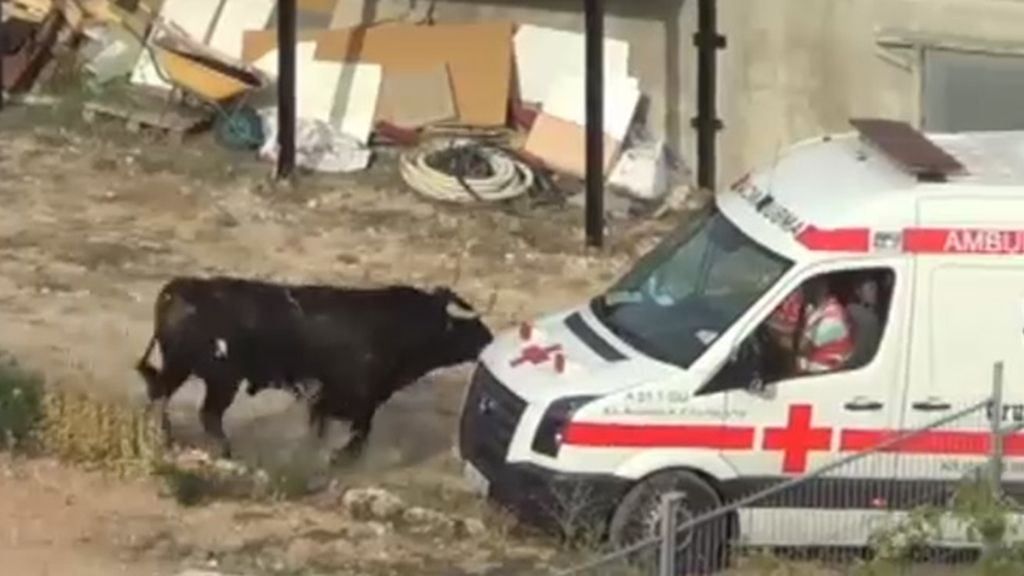 Los encierros de Brihuega acaban con 30 heridos y cuatro toros muertos