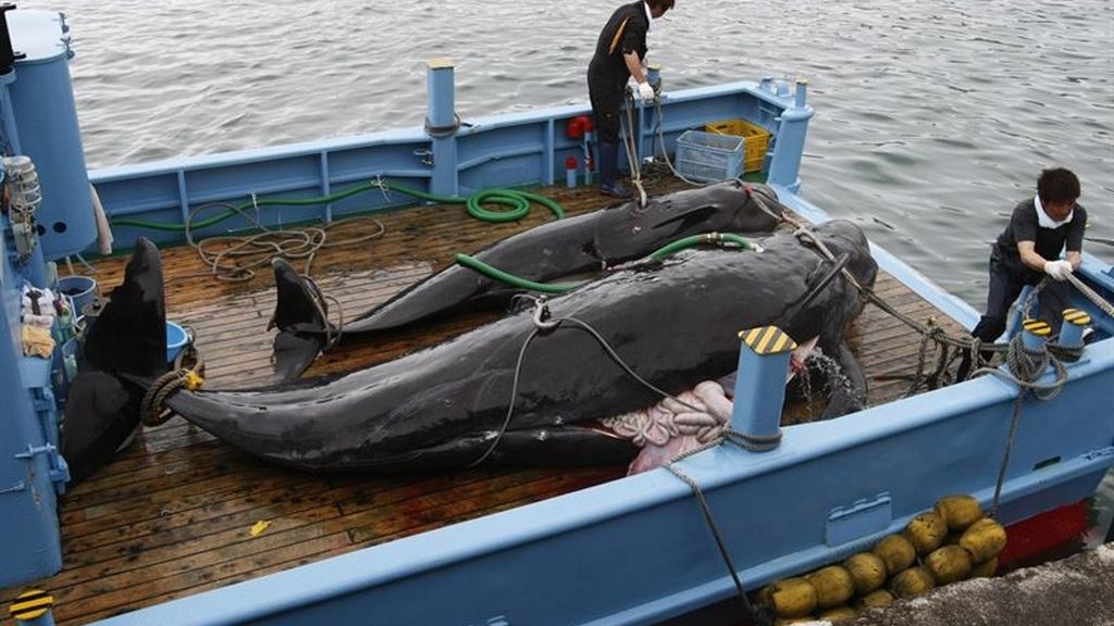 Decepción en Japón por la prohibición de cazar ballenas