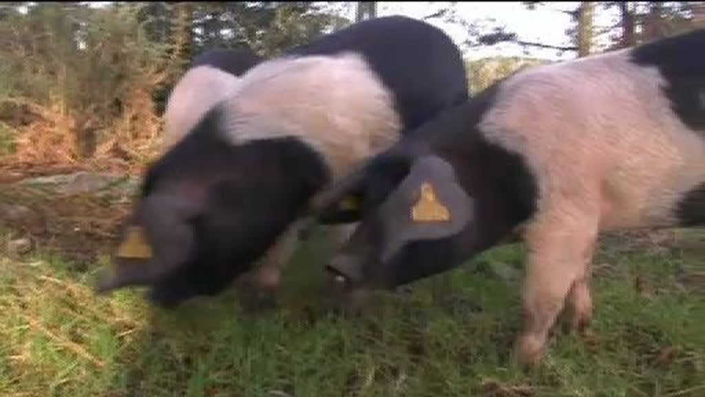 El 'porco celta', la única raza autóctona de cerdo de Galicia que se cría en el campo