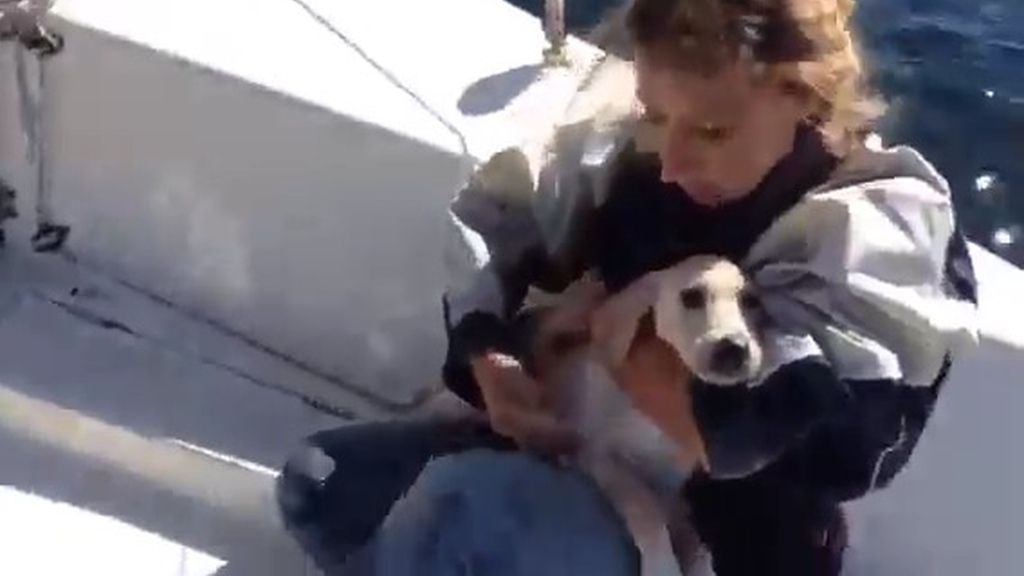 Salvan a una perrita que se mantuvo a flote durante media hora tras caer desde un ferry