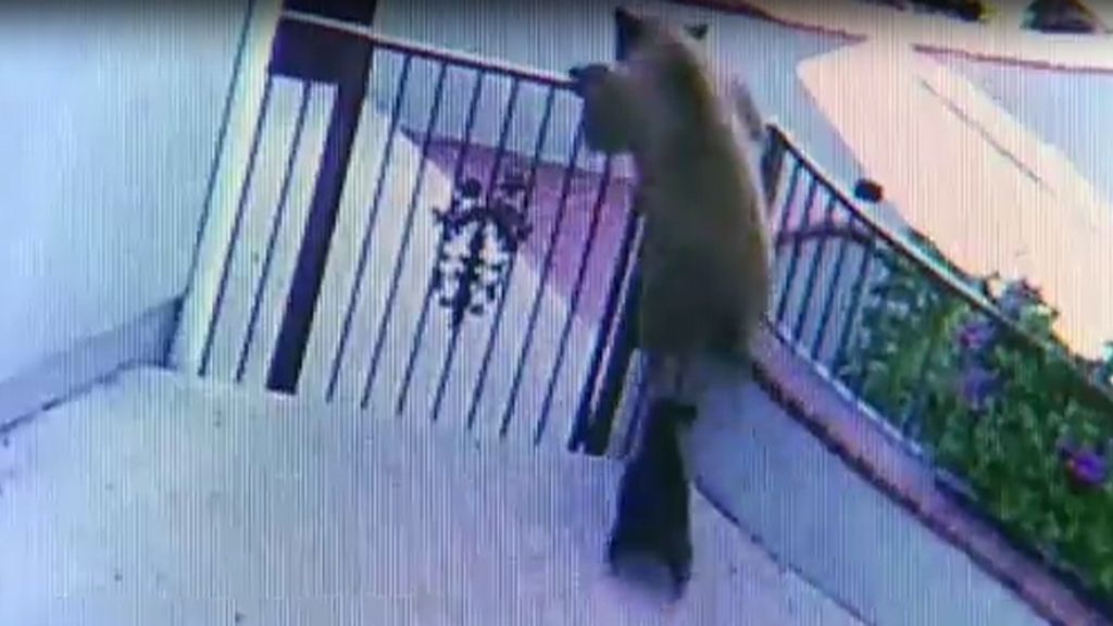 Un bulldog, pequeño héroe al ahuyentar a dos osos que se habían colado en una casa