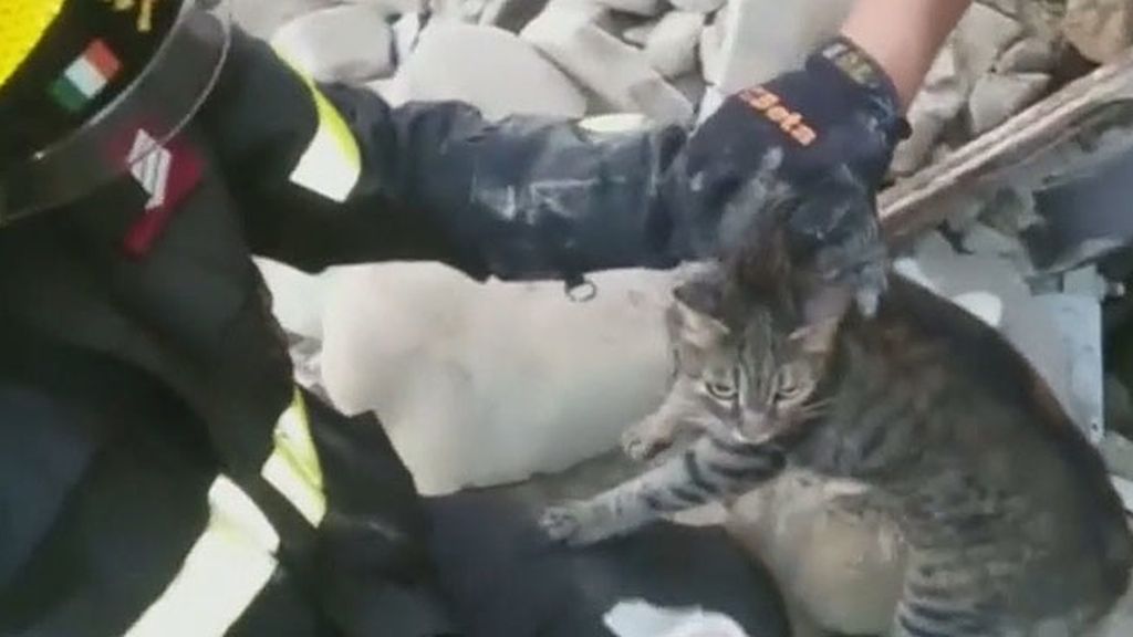 Un gato sobrevive dieciséis días tras el terremoto de Italia