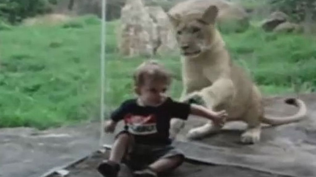 Leones y gorilas protagonizan los mayores sustos a los visitantes de los zoológicos