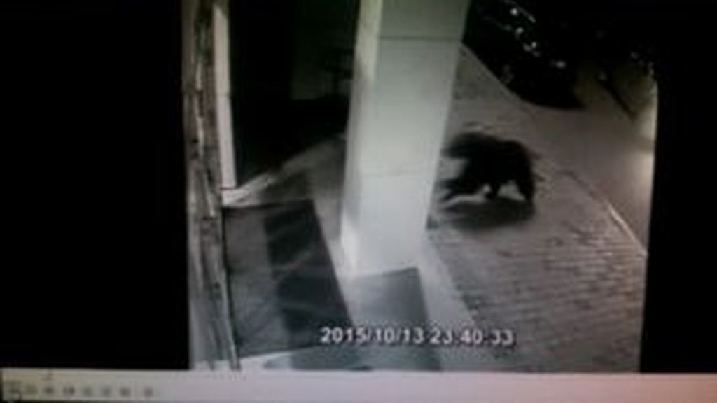Un oso entra en un centro comercial en Rusia