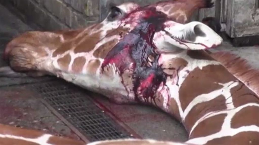 Polémico sacrificio de una jirafa en un zoo delante de niños de Dinamarca