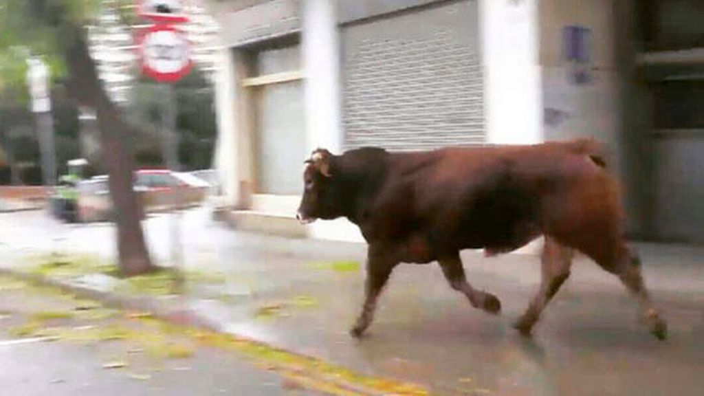 Susto en las calles de Mataró por un toro escapado de un matadero