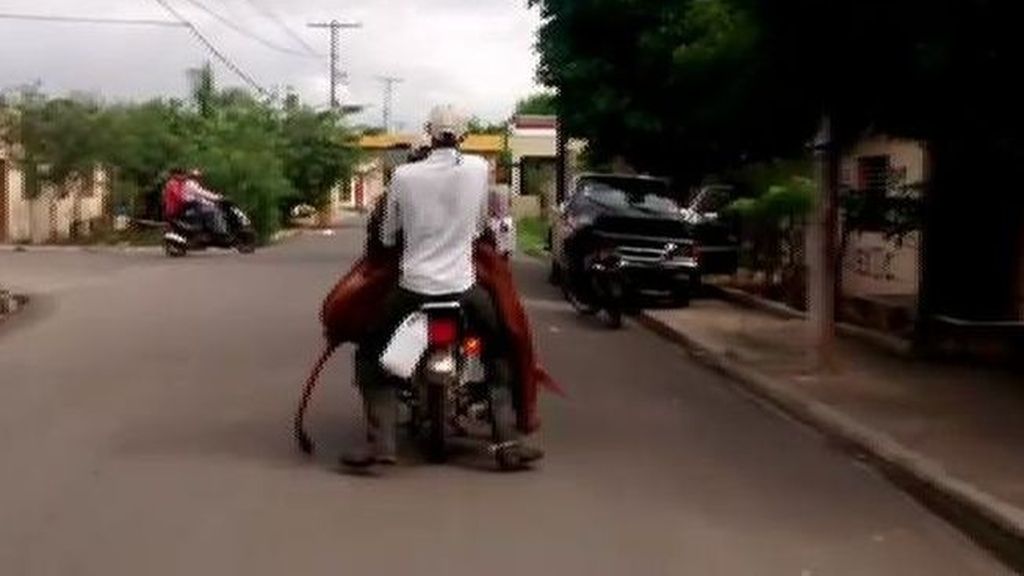 En República Dominicana las vacas viajan en...moto