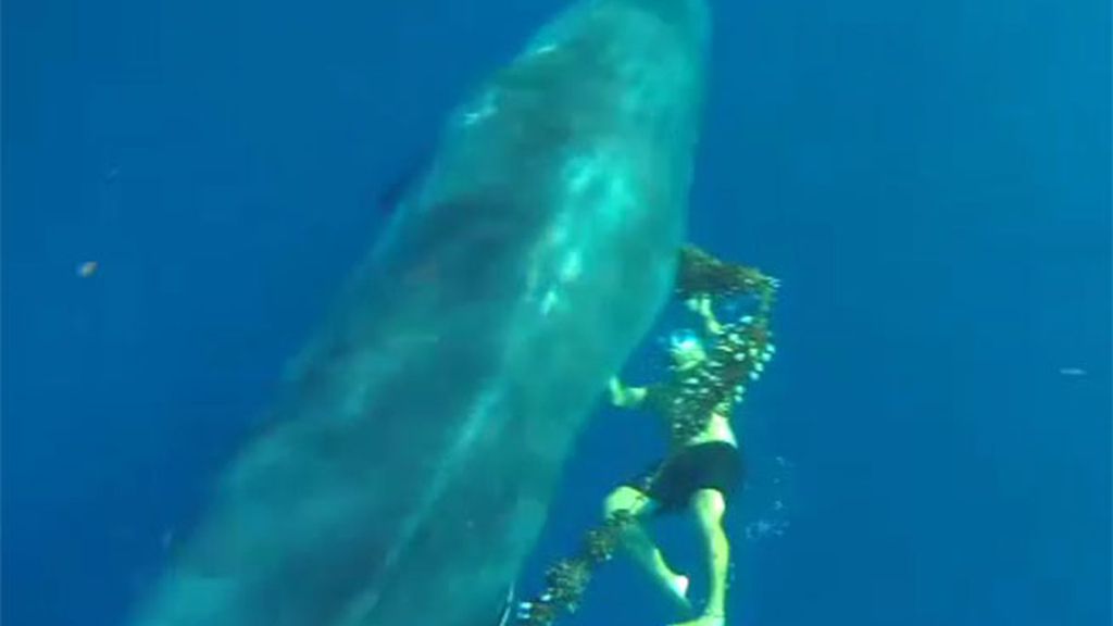 Salvan a una ballena atrapada en un cabo de pesca