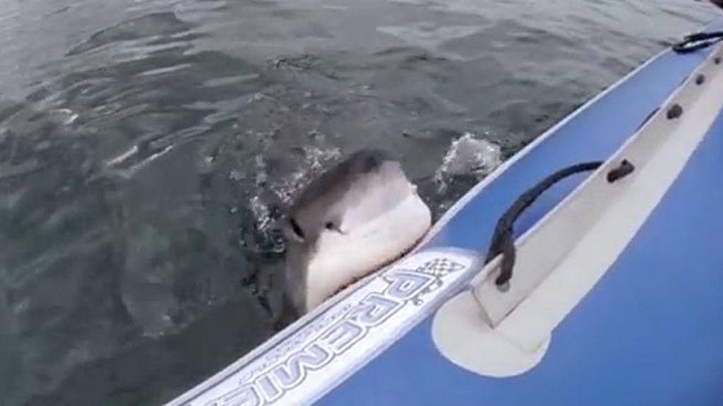 El tiburón blanco ataca a dentelladas la embarcación hinchable